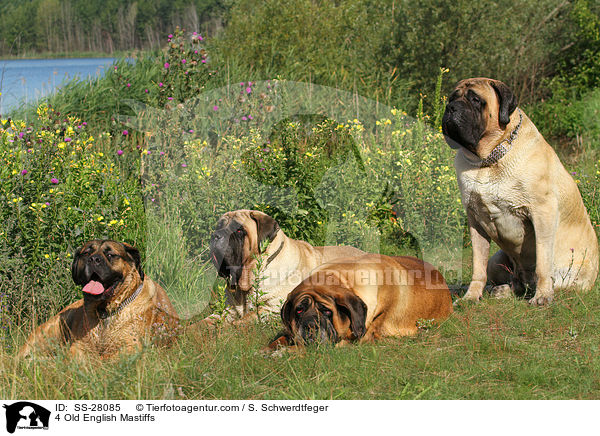 4 Old English Mastiffs / 4 Old English Mastiffs / SS-28085