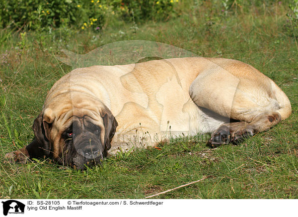 liegender Old English Mastiff / lying Old English Mastiff / SS-28105