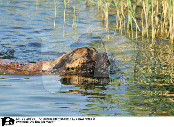 schwimmender Old English Mastiff / swimming Old English Mastiff / SS-28588