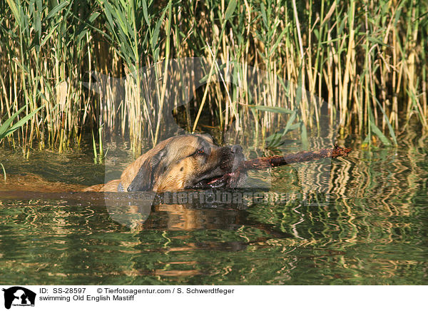 schwimmender Old English Mastiff / swimming Old English Mastiff / SS-28597