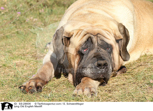 liegender Old English Mastiff / lying Old English Mastiff / SS-28606