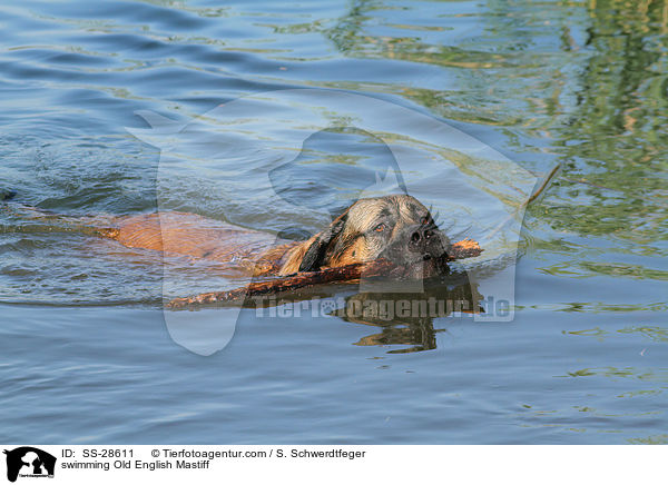 schwimmender Old English Mastiff / swimming Old English Mastiff / SS-28611
