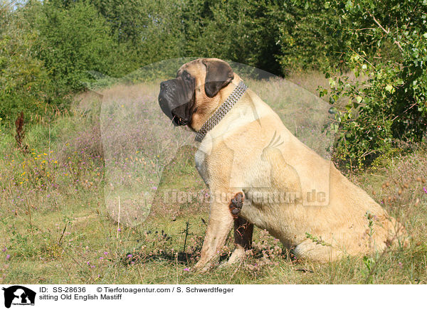 sitzender Old English Mastiff / sitting Old English Mastiff / SS-28636