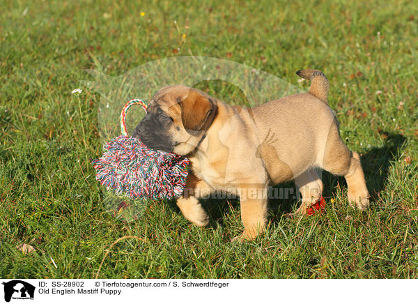 Old English Mastiff Welpe / Old English Mastiff Puppy / SS-28902