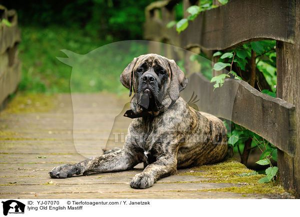 liegender Old English Mastiff / lying Old English Mastiff / YJ-07070