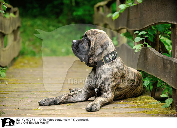liegender Old English Mastiff / lying Old English Mastiff / YJ-07071