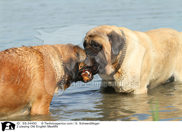 2 spielende Old English Mastiffs / 2 playing Old English Mastiffs / SS-34450