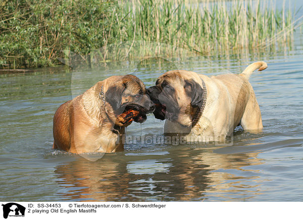 2 spielende Old English Mastiffs / 2 playing Old English Mastiffs / SS-34453