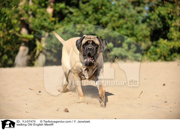 laufender Old English Mastiff / walking Old English Mastiff / YJ-07470