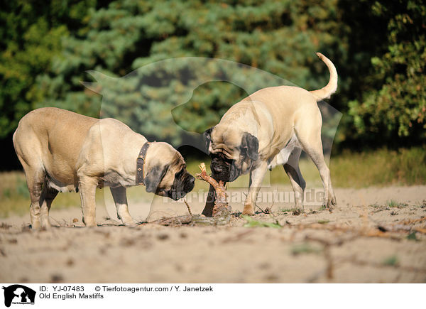 Old English Mastiffs / Old English Mastiffs / YJ-07483