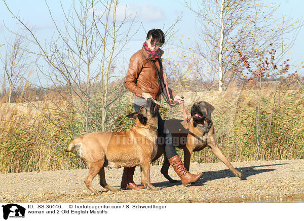 Frau und 2 Old English Mastiffs / woman and 2 Old English Mastiffs / SS-36446