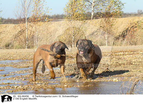 2 Old English Mastiffs / 2 Old English Mastiffs / SS-36456