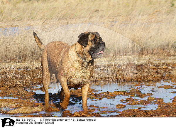 stehender Old English Mastiff / standing Old English Mastiff / SS-36479