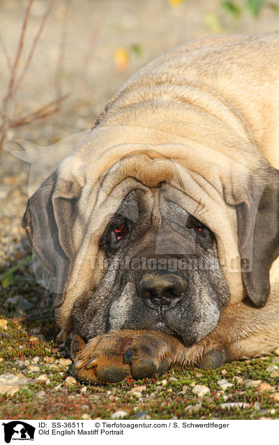 Old English Mastiff Portrait / Old English Mastiff Portrait / SS-36511