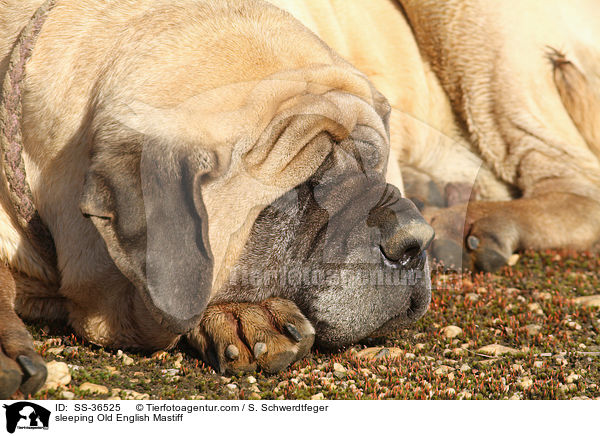 schlafender Old English Mastiff / sleeping Old English Mastiff / SS-36525