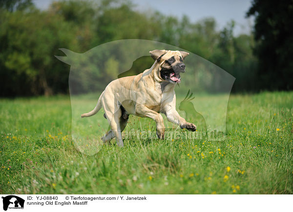 running Old English Mastiff / YJ-08840