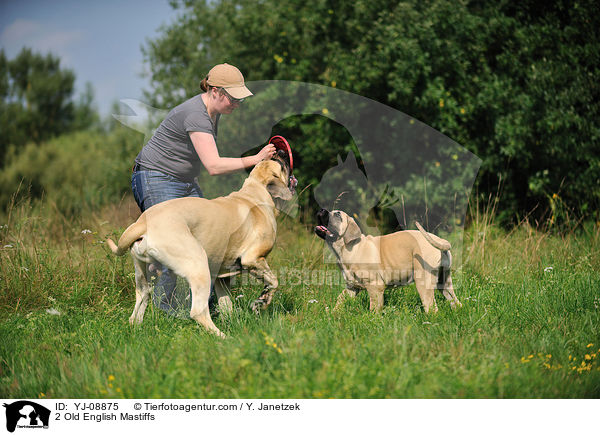 2 Old English Mastiffs / 2 Old English Mastiffs / YJ-08875