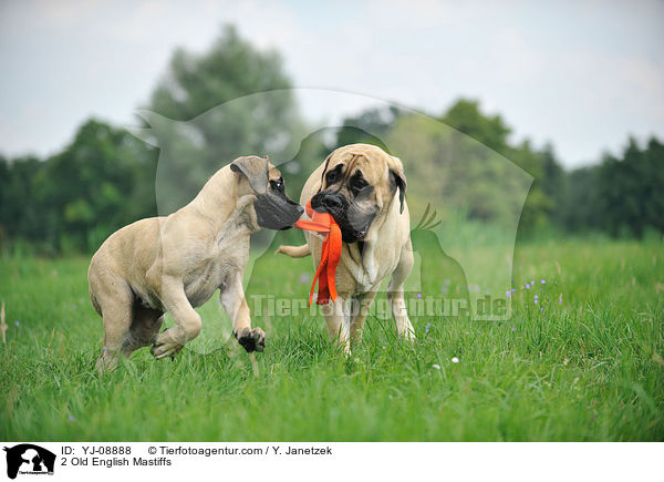 2 Old English Mastiffs / 2 Old English Mastiffs / YJ-08888