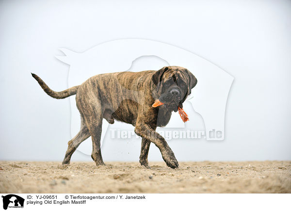 spielender Old English Mastiff / playing Old English Mastiff / YJ-09651