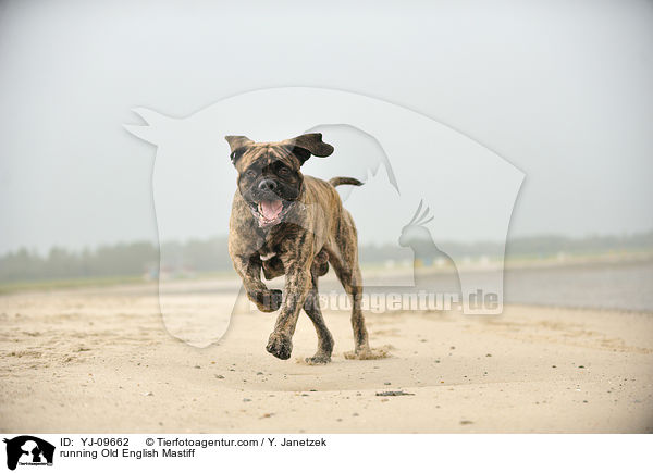 rennender Old English Mastiff / running Old English Mastiff / YJ-09662