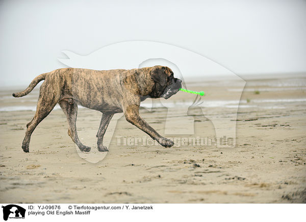 spielender Old English Mastiff / playing Old English Mastiff / YJ-09676