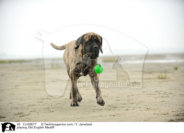 spielender Old English Mastiff / playing Old English Mastiff / YJ-09677