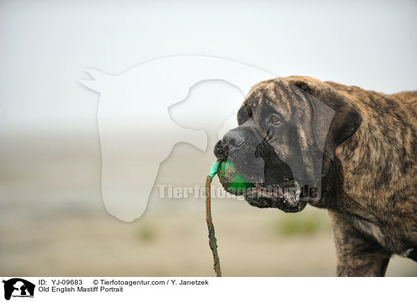 Old English Mastiff Portrait / Old English Mastiff Portrait / YJ-09683