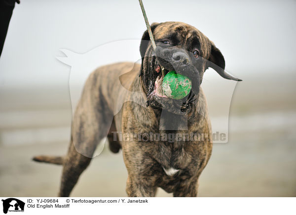 Old English Mastiff / Old English Mastiff / YJ-09684