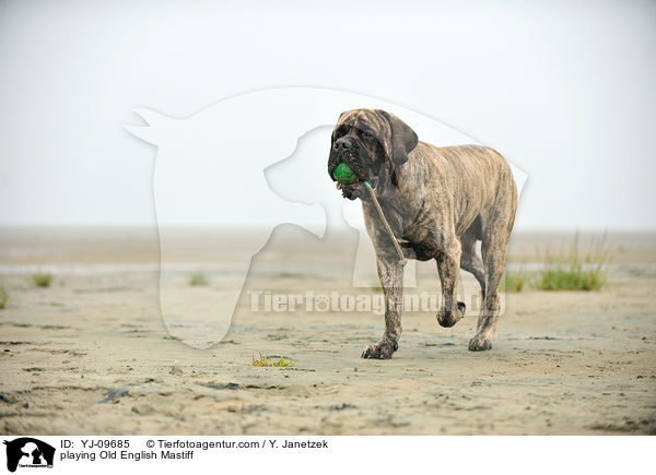 spielender Old English Mastiff / playing Old English Mastiff / YJ-09685