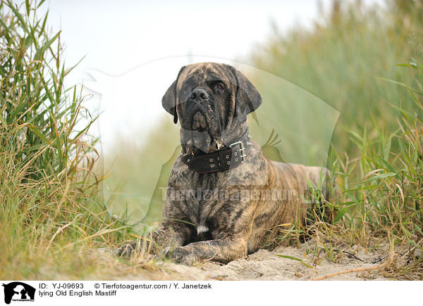liegender Old English Mastiff / lying Old English Mastiff / YJ-09693