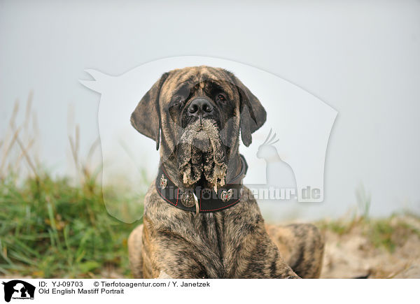 Old English Mastiff Portrait / YJ-09703
