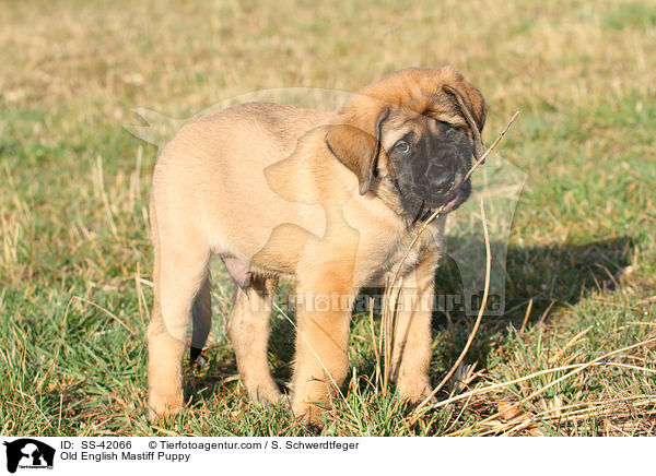 Old English Mastiff Welpe / Old English Mastiff Puppy / SS-42066