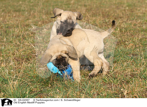 Old English Mastiff Welpen / Old English Mastiff Puppies / SS-42067