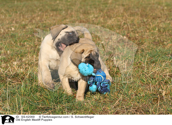Old English Mastiff Welpen / Old English Mastiff Puppies / SS-42069