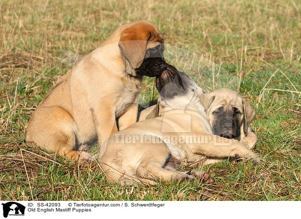 Old English Mastiff Welpen / Old English Mastiff Puppies / SS-42093