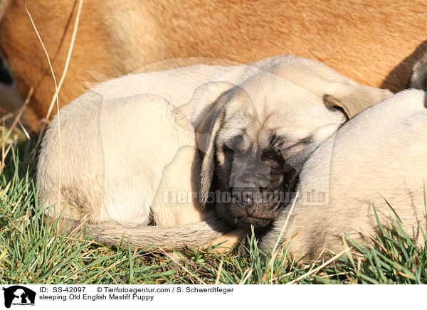 schlafender Old English Mastiff Welpe / sleeping Old English Mastiff Puppy / SS-42097