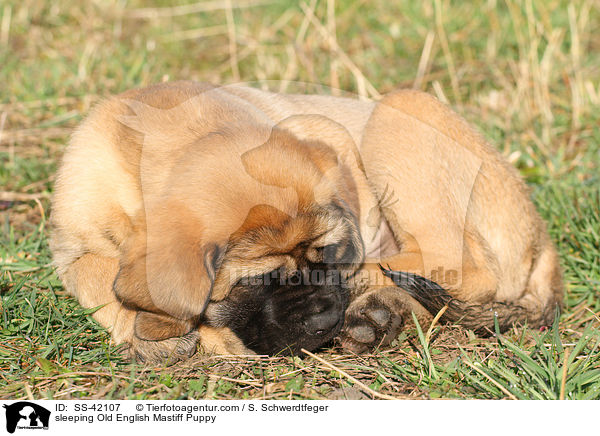 schlafender Old English Mastiff Welpe / sleeping Old English Mastiff Puppy / SS-42107
