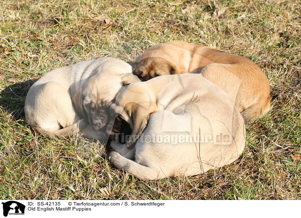 Old English Mastiff Welpen / Old English Mastiff Puppies / SS-42135