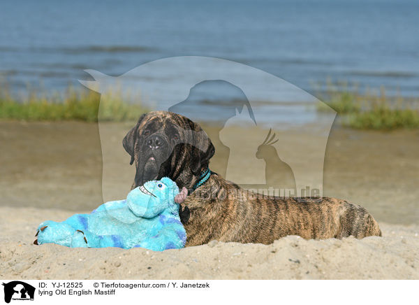 liegender Old English Mastiff / lying Old English Mastiff / YJ-12525