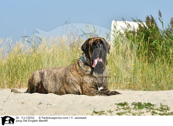 liegender Old English Mastiff / lying Old English Mastiff / YJ-12532