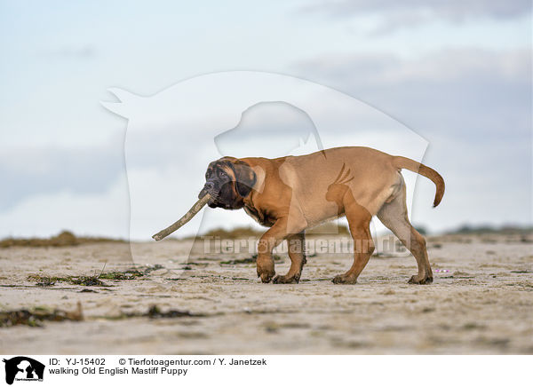 laufender Old English Mastiff Welpe / walking Old English Mastiff Puppy / YJ-15402