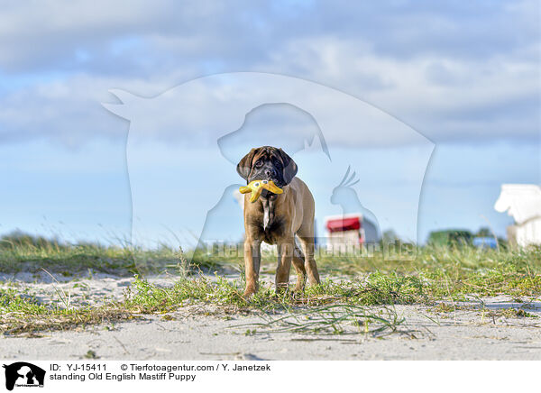stehender Old English Mastiff Welpe / standing Old English Mastiff Puppy / YJ-15411