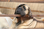 Old English Mastiff