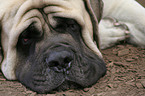 Old English Mastiff