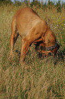 Old English Mastiff