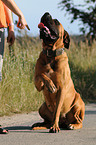 Old English Mastiff gives paw