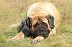 lying Old English Mastiff