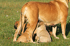 Old English Mastiffs