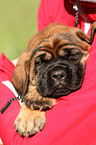 Old English Mastiff Puppy