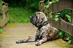 lying Old English Mastiff